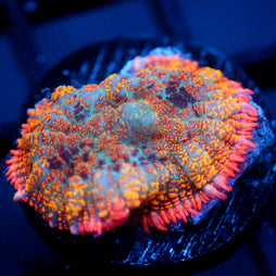 JC Summer Camo Rhodactis