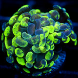 JC Ultra Splatter Hammer