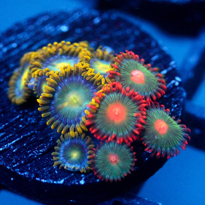 JC Zoa Garden Seed