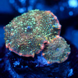 JC Blue Stella Discosoma