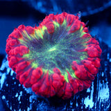 JC Crimson Nexus Blasto