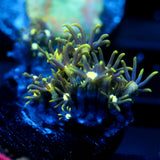 JC Ghoul Polyp GSP
