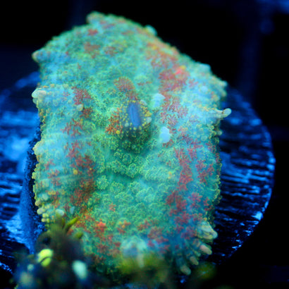 JC Lush Mesa Rhodactis