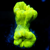 JC Neon Green Candy Cane