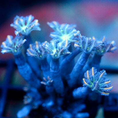 JC Orange Tip Clove Polyp