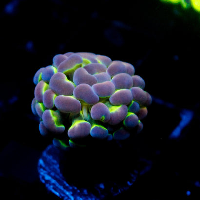 JC Ultra Hologram Hammer