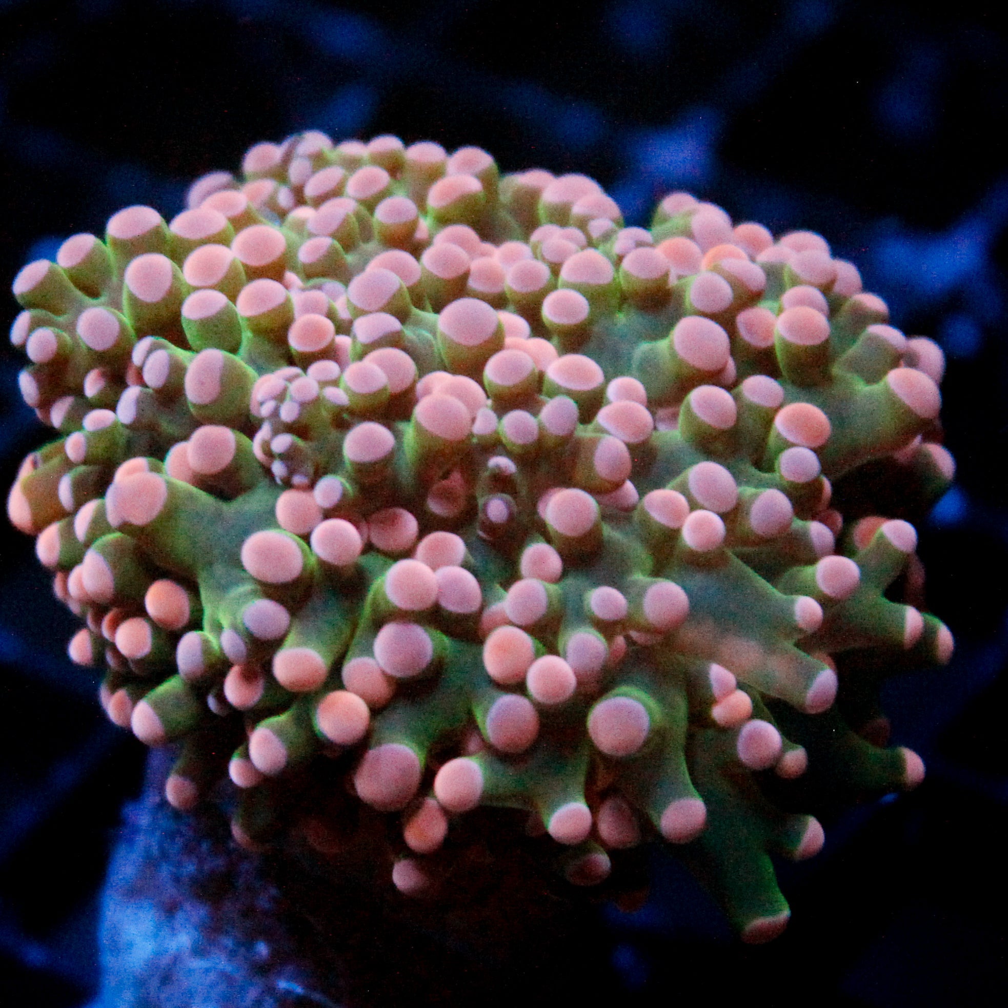 JC Pink Tip Octo