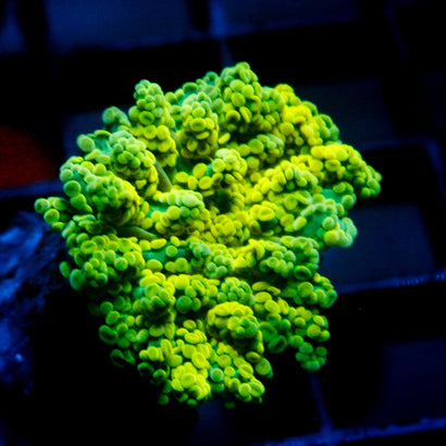 JC Neon Green Octo
