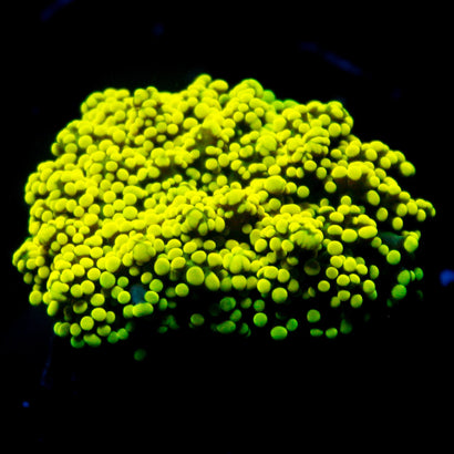 JC Neon Yellow Octo