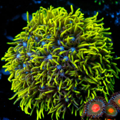 JC GSP