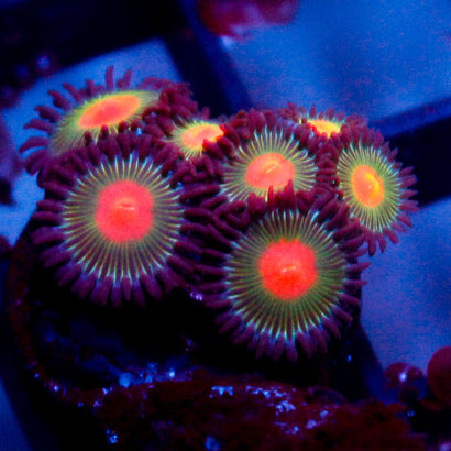 JC Alien Blood Zoa