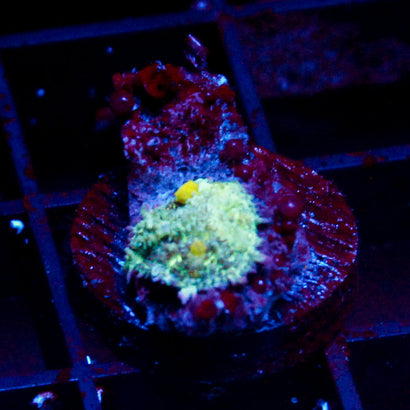 JC Alien Bounce Mushroom