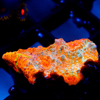 JC Orange Kraze