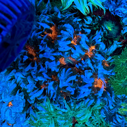 JC Ultra Rock Flower Anemone