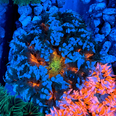 JC Ultra Rock Flower Anemone