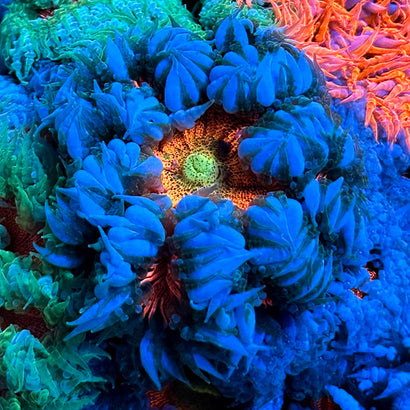 JC Ultra Rock Flower Anemone