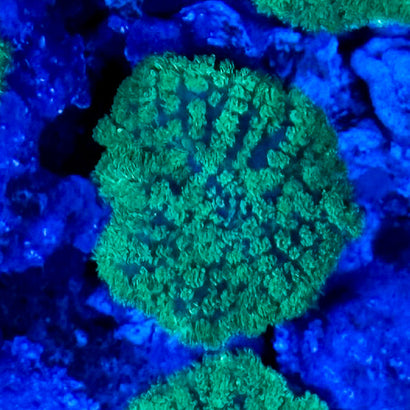 JC Green Carpet Mushroom