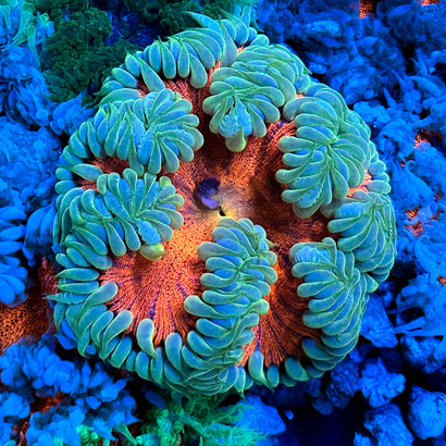 JC Ultra Rock Flower Anemone