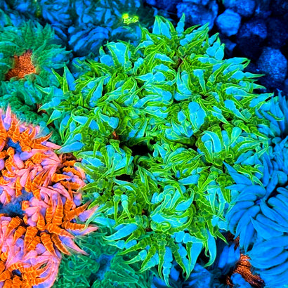 JC Ultra Rock Flower Anemone