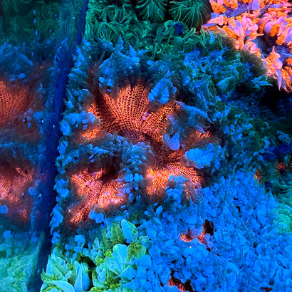JC Ultra Rock Flower Anemone