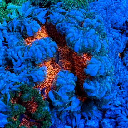 JC Ultra Rock Flower Anemone