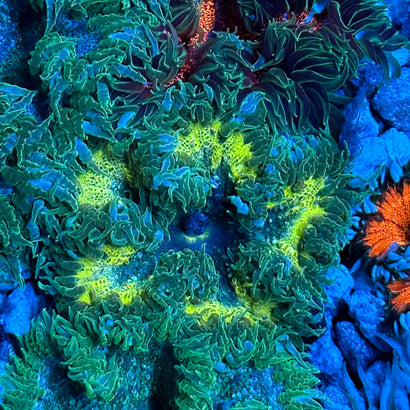 JC Ultra Rock Flower Anemone