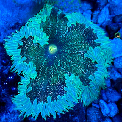 JC Ultra Rock Flower Anemone