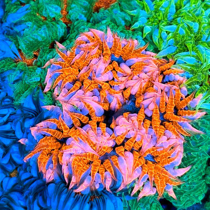 JC Ultra Rock Flower Anemone