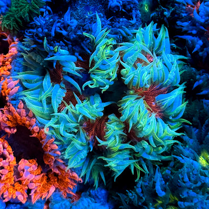 JC Ultra Rock Flower Anemone