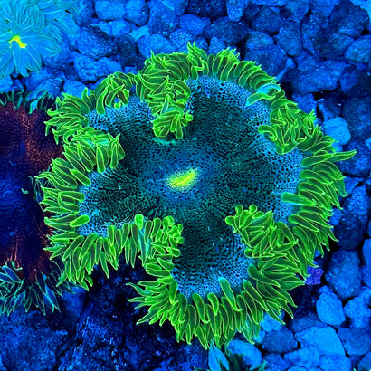 JC Ultra Rock Flower Anemone