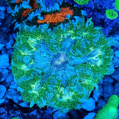 JC Ultra Rock Flower Anemone