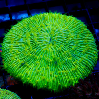 JC Neon Green Plate