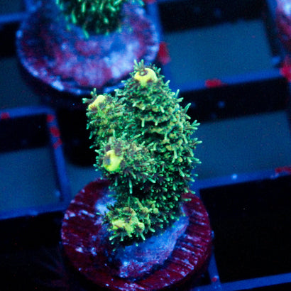 JC Medusa
