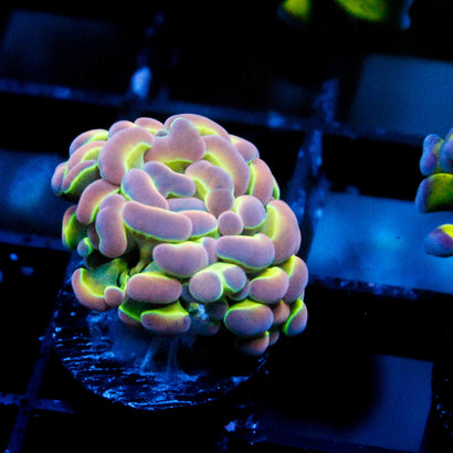 JC Ultra Hologram Hammer