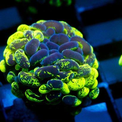 JC Ultra Splatter Hammer