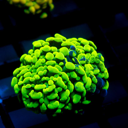 JC Neon Green Hammer