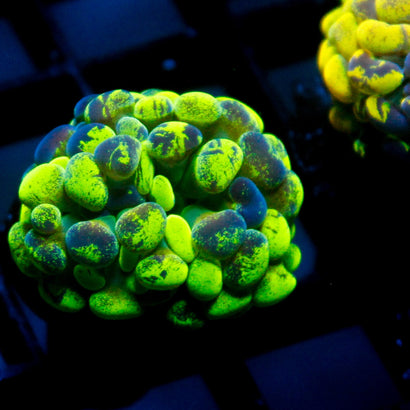 JC Green Splatter Hammer