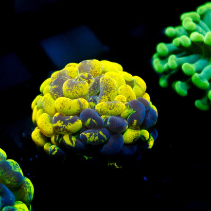 JC Yellow Splatter Hammer