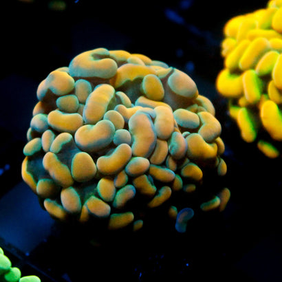 JC Bright Orange Hammer