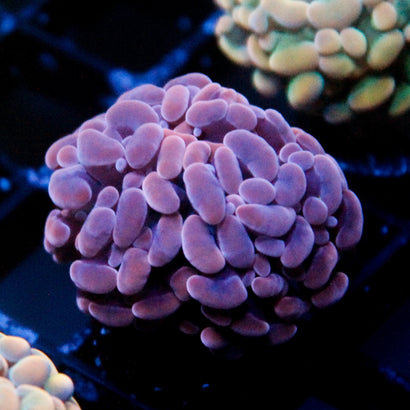 JC Purple Hammer
