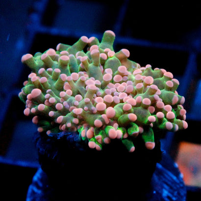 JC Pink Tip Octo