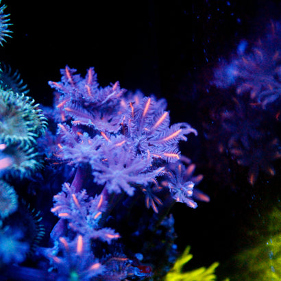 JC Red Clove Polyp