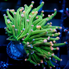 shopify auction