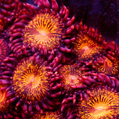 JC Speckled Kraze Zoa