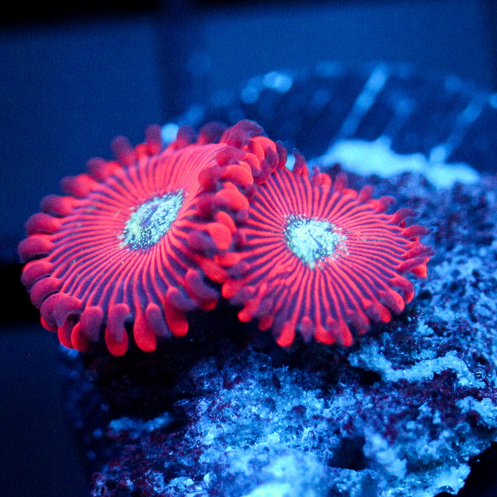 JC Magician's Zoanthid