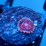 JC Purple Empress Zoanthid