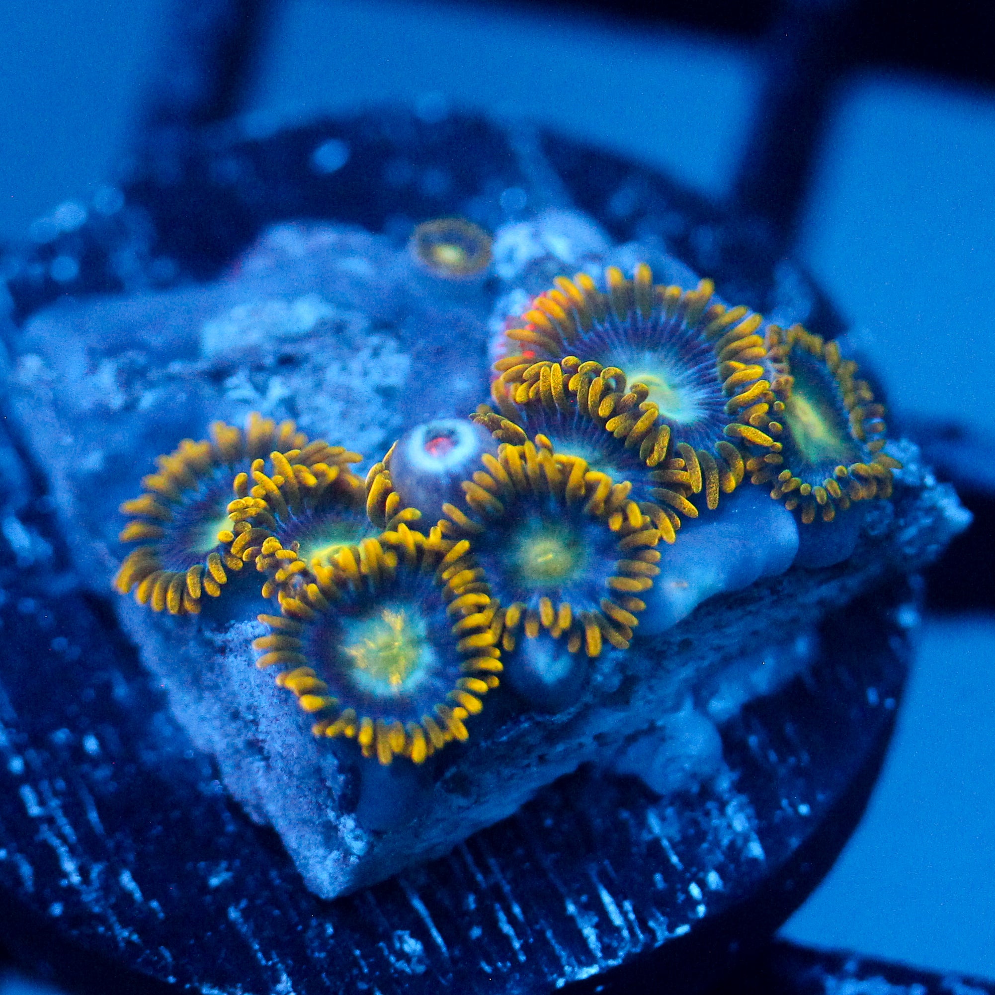 JC Saturn Zoanthid