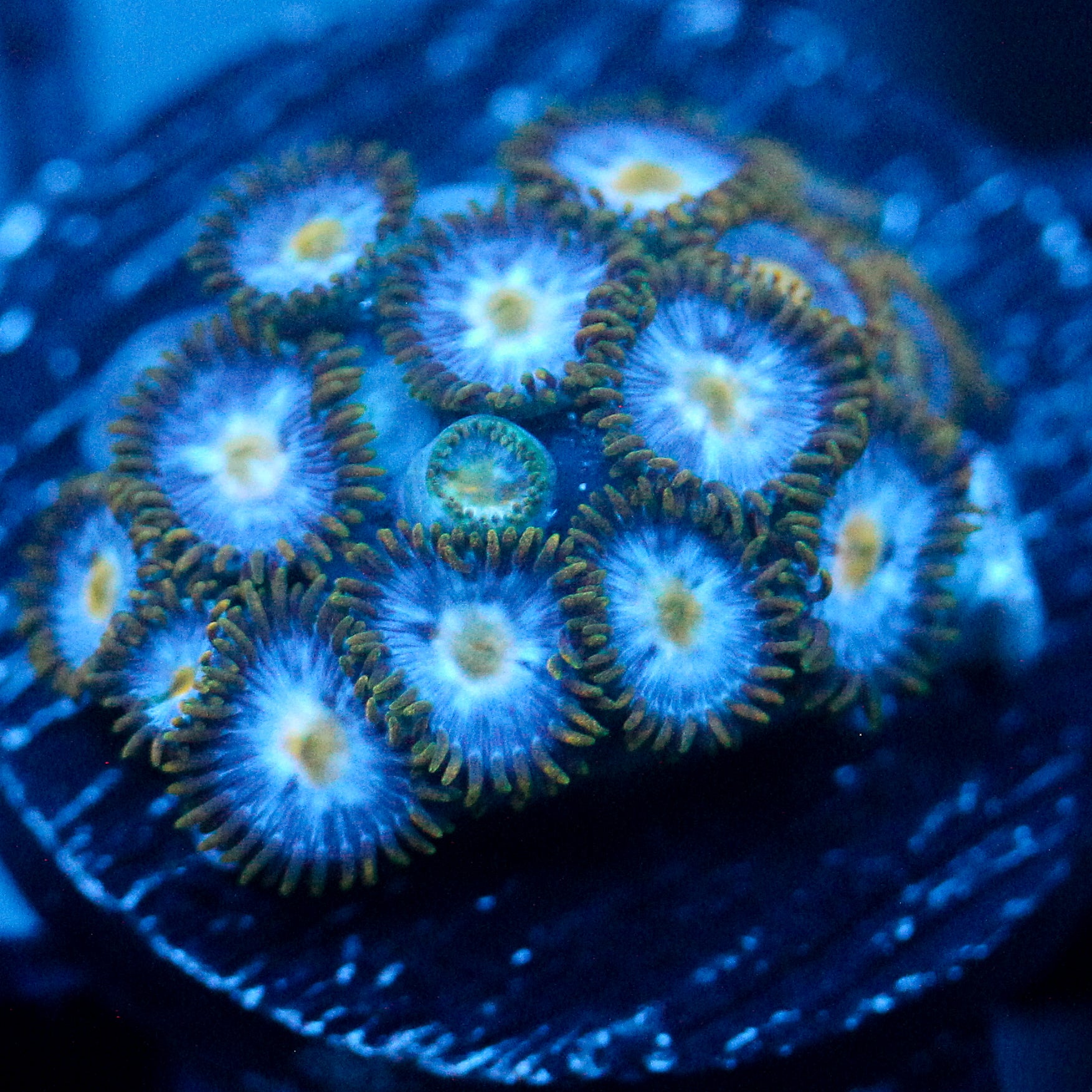JC Blue Beast Zoanthid