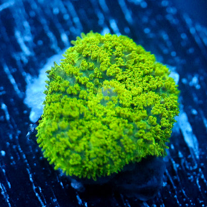 JC Neon Green Rhodactis