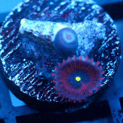 JC Purple People Eater Zoanthid
